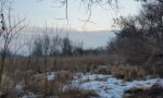  View of reed bed near Mleczna river 1 Feb 2017