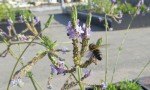  bee approaching lavander flower