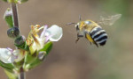  bee close-up