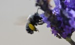  bee on lavender flower iii