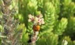  ladybird feeding on aphids  on stonecrop ii