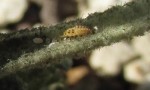  ladybird larvae