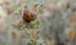  ladybird on Stonecrop feeding on aphids - i
