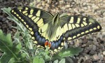  swallowtail butterfly newly emerged i