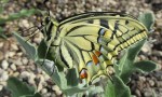  swallowtail butterfly newly emerged ii