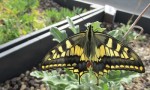  swallowtail butterfly newly emerged iii