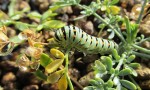  swallowtail butterfly caterpillar iv