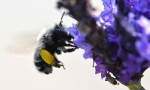  unidentified bee