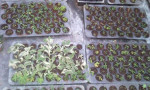  Propagation of native plants for trials