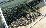  propagation of native plant species