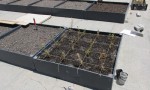  test tray planted iv