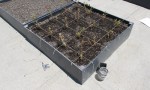  test tray planted iii