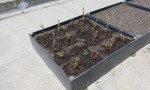  test tray planted ii
