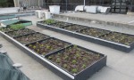  test trays after planting i