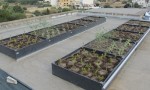  test trays after planting ii