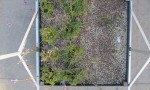  overhead image of Lavender and Cistus for observing plant development (Jan 2015)