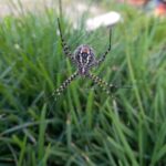 Argiope trifasciata (Banded garden spider, Brimba rrigata)